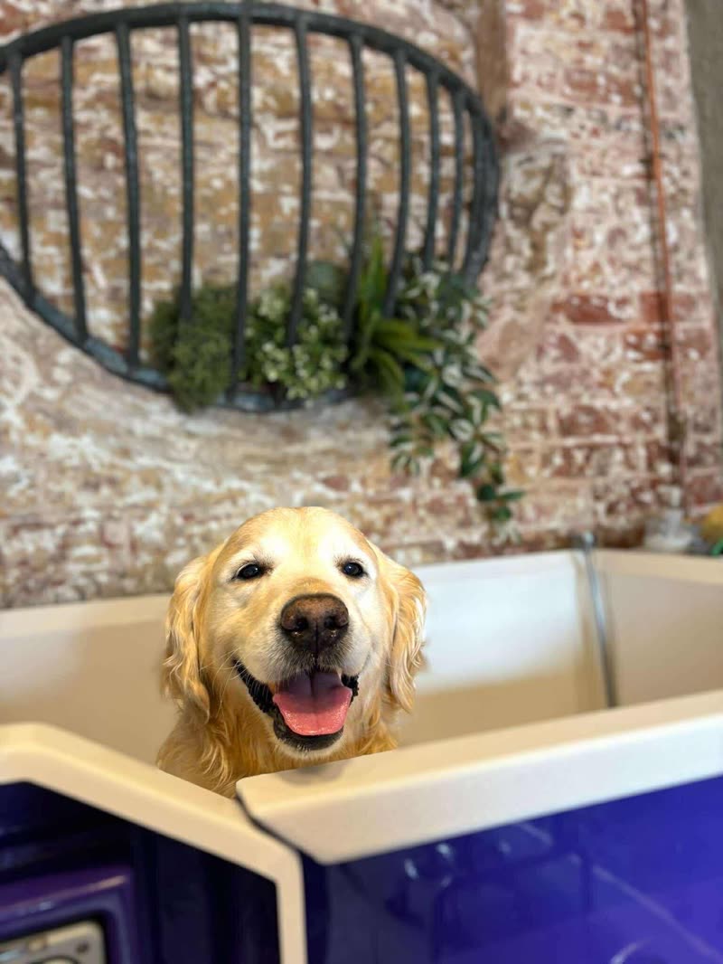 A golden retriever sitting in the bath tub against the rustic brick wall, with a hanging plant basket above