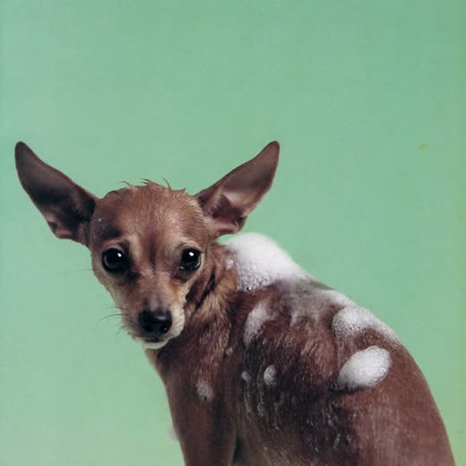A dog mid-bath, fur wet and soapy
