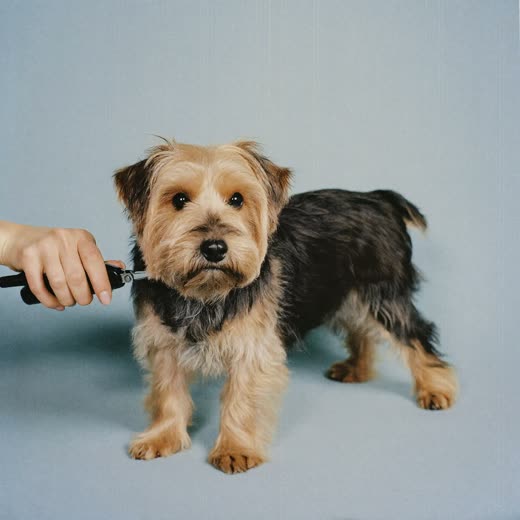 A dog having its coat clipped, a hand steadying it