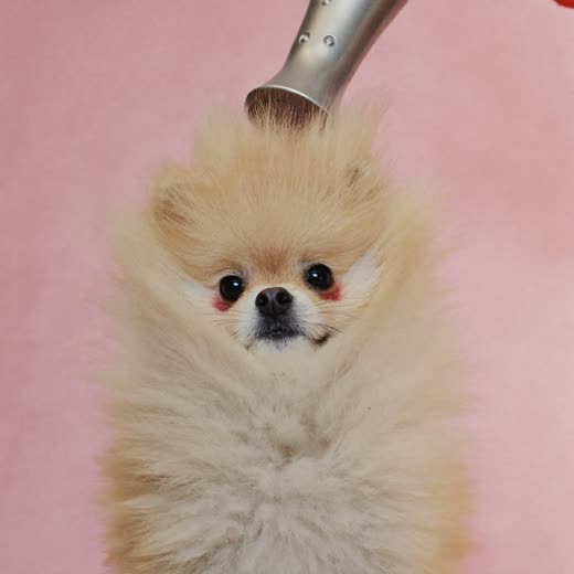 A small dog with a freshly blow-dried, fluffy coat