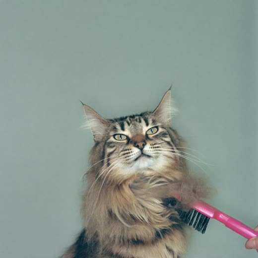 A cat being brushed out